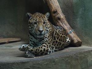 aufmerksamer Leopard